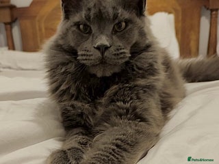 Maine Coon cats Maine Coon STUD Service Only - Not For Sale in Woking - Advert 10