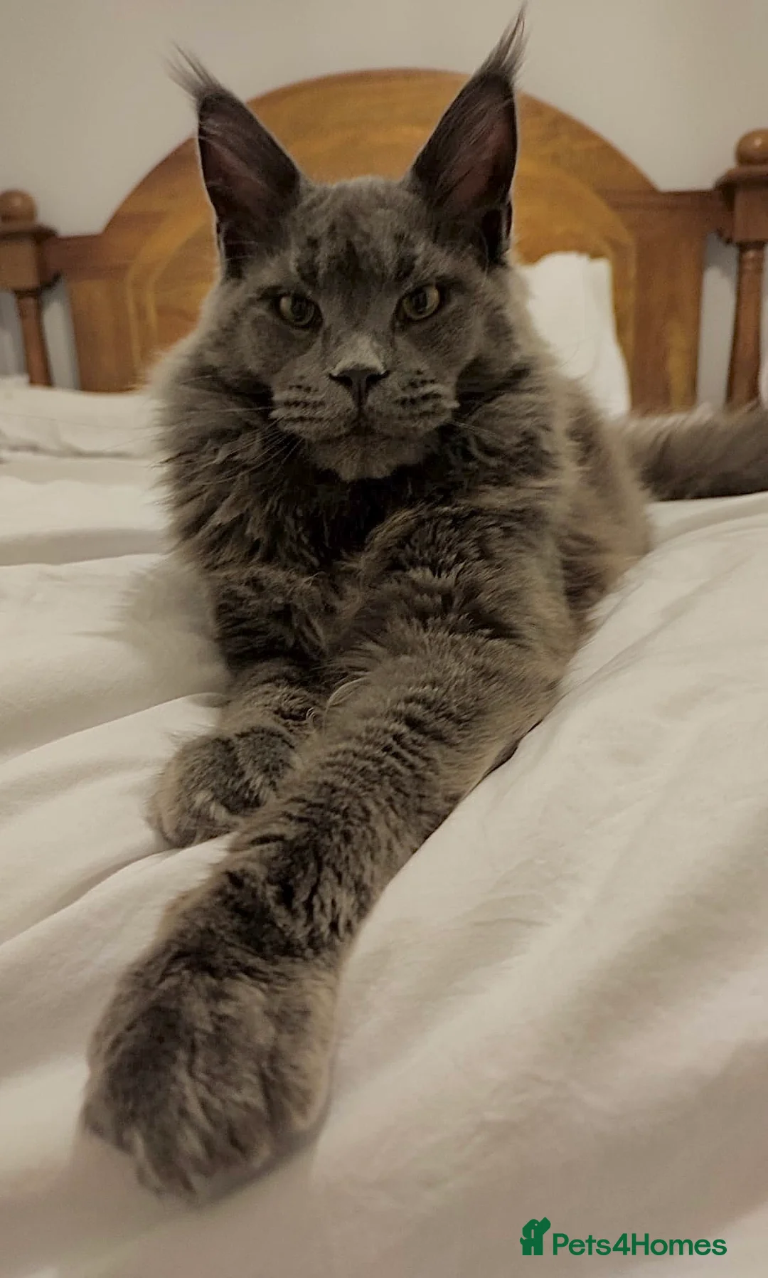 Maine Coon cats for stud: Maine Coon STUD Service Only - Not For Sale   in Woking - Advert 3