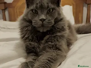 Maine Coon cats Maine Coon STUD Service Only - Not For Sale - Advert 18