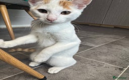 Turkish Van cats for sale: Turkish van cat  - Advert 8