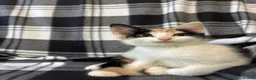 Mixed Breed cats for sale: 5 Gorgeous Kittens - Advert 7