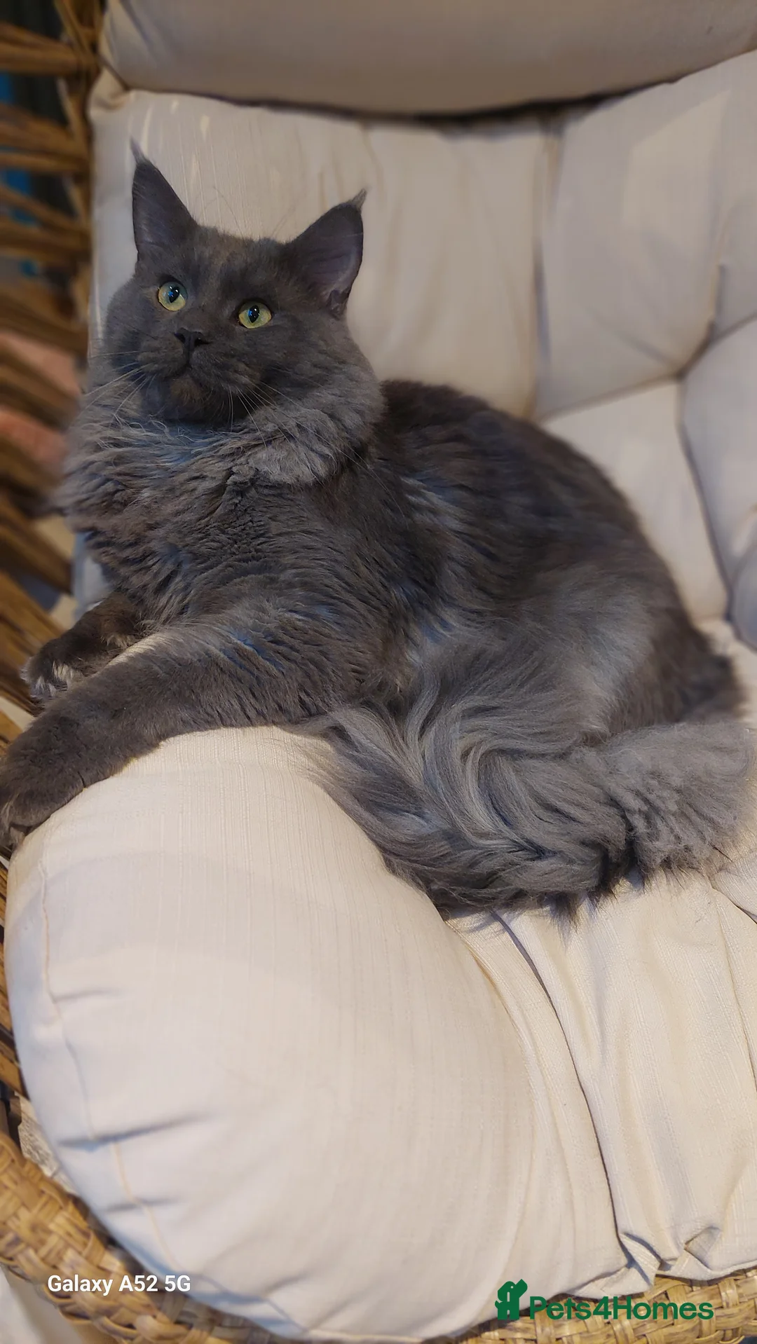 Mixed Breed cats for stud: Odin large maincoon russian blue mix for stud - Advert 4