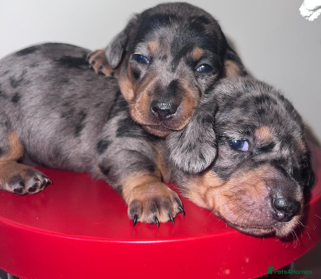Miniature Dachshund dogs for sale: 4 beautiful minis  - Advert 2