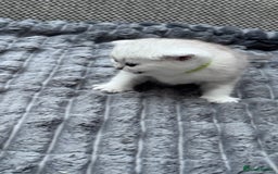 British Shorthair cats for sale: Kitty  - Image 3