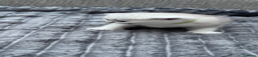 British Shorthair Kitten 2