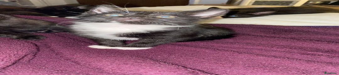 Mixed Breed Kitten 6