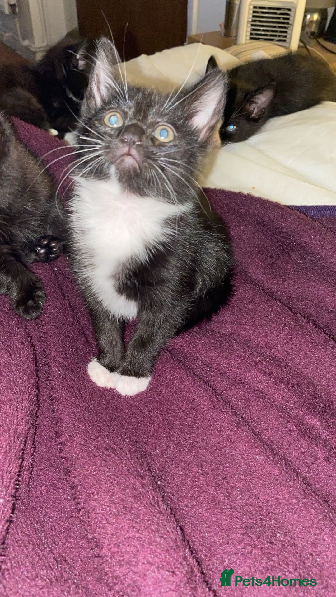 Mixed Breed cats for sale: 6 kittens ready now  - Image 4