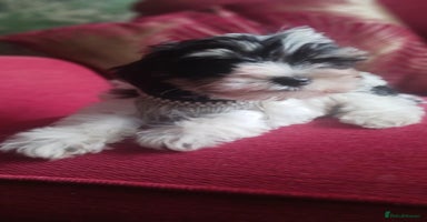 Miniature Schnauzer dogs - Advert 3