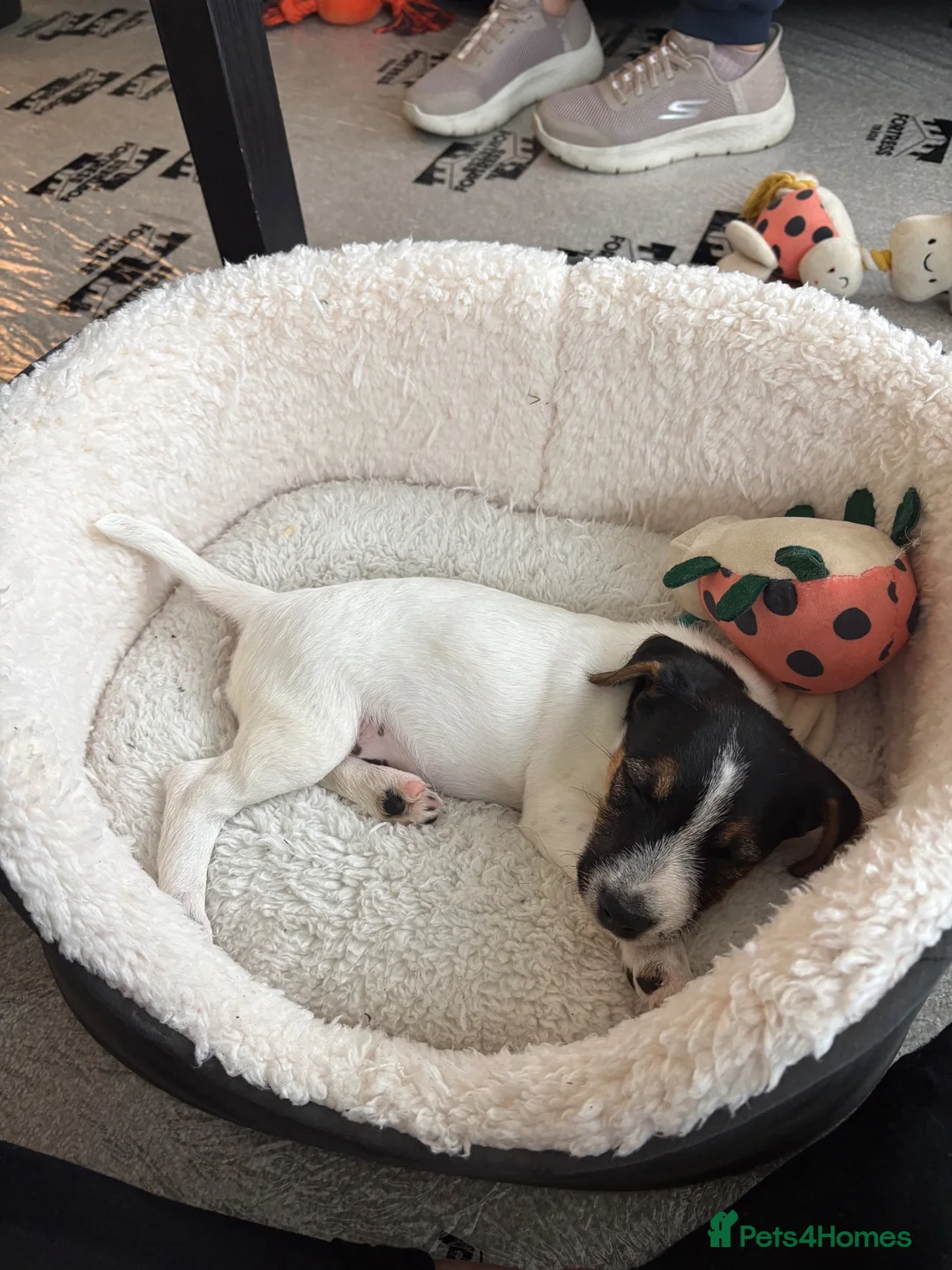 Jack Russell dogs for sale: 9 week old miniature Jack Russel  - Advert 3
