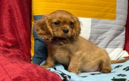 Cavalier King Charles Spaniel dogs for sale: Cavalier king Charles  Ruby's puppy's   - Image 26