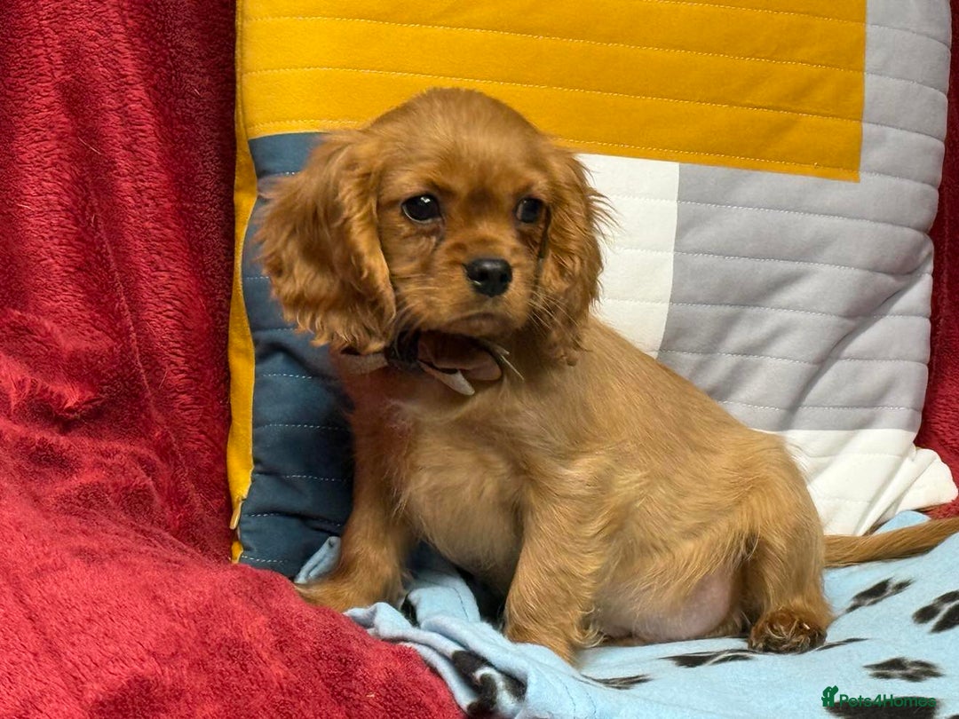 Cavalier King Charles Spaniel dogs for sale: Cavalier king Charles  Ruby's puppy's   - Image 26