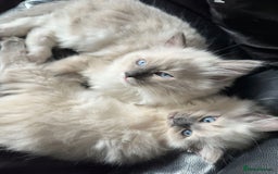 Ragdoll cats for sale: 1 year old Ragdoll boy  - Image 7