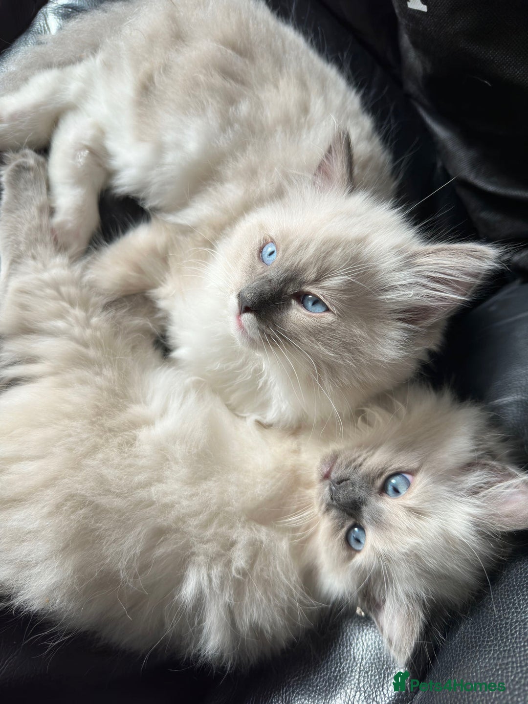 Ragdoll cats for sale: 1 year old Ragdoll boy  - Image 7