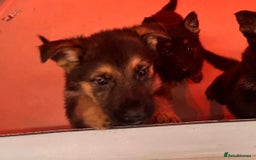 German Shepherd dogs for sale: Big beautiful big boned German Shepherd puppies - Image 5