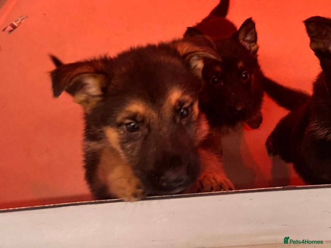 German Shepherd dogs for sale: Big beautiful big boned German Shepherd puppies - Image 5