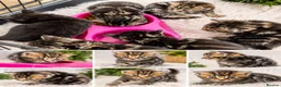 Bengal cats for sale:  Beautiful Cross Bengal Kittens 🐾 - Advert 7
