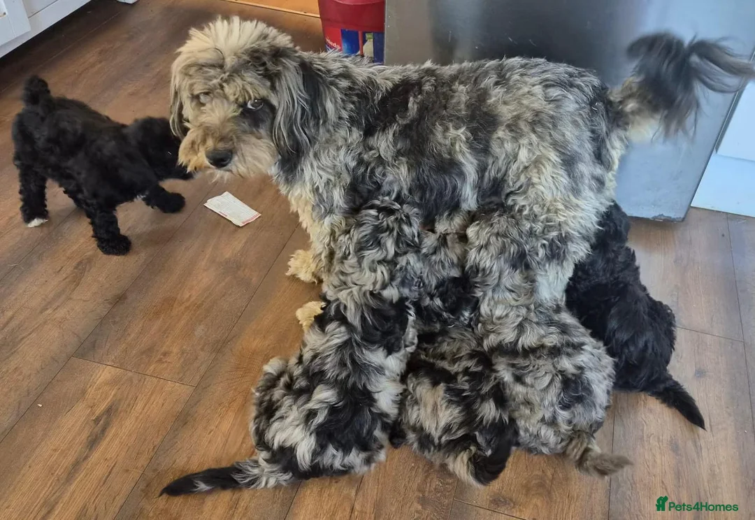 Cockapoo dogs for sale: F1B Miniature Poodle x Cockapoo  - Advert 13