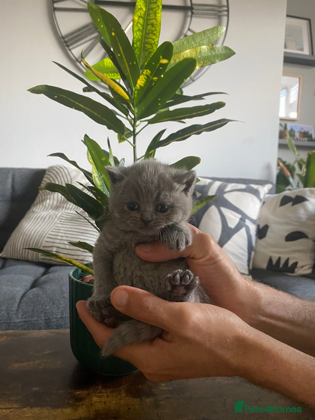 British Shorthair cats for sale: Stunning British short hair GCCF/TICA - Advert 4