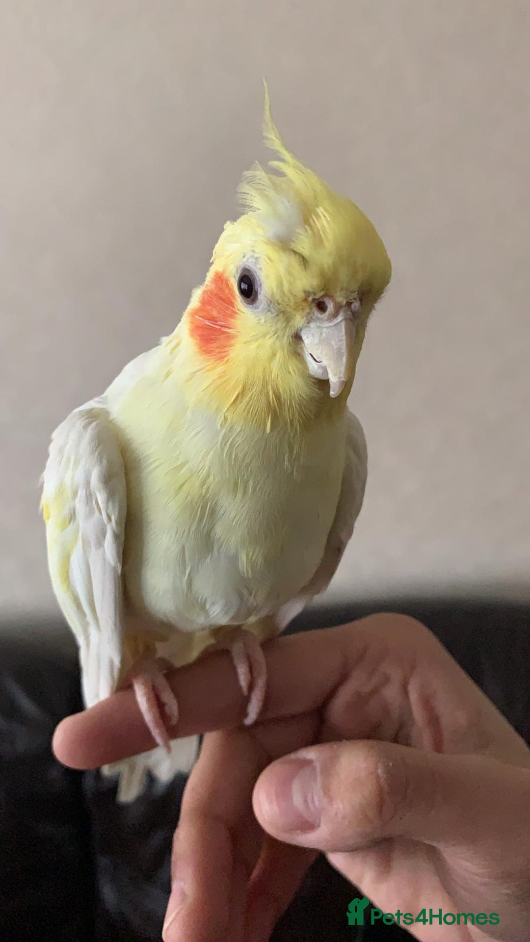 Cockatiels birds for sale: Cockateils breeding pair - Image 9