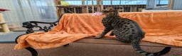 Savannah cats for sale: F3 Girl Brown Spotted Savannah TICA - Advert 5