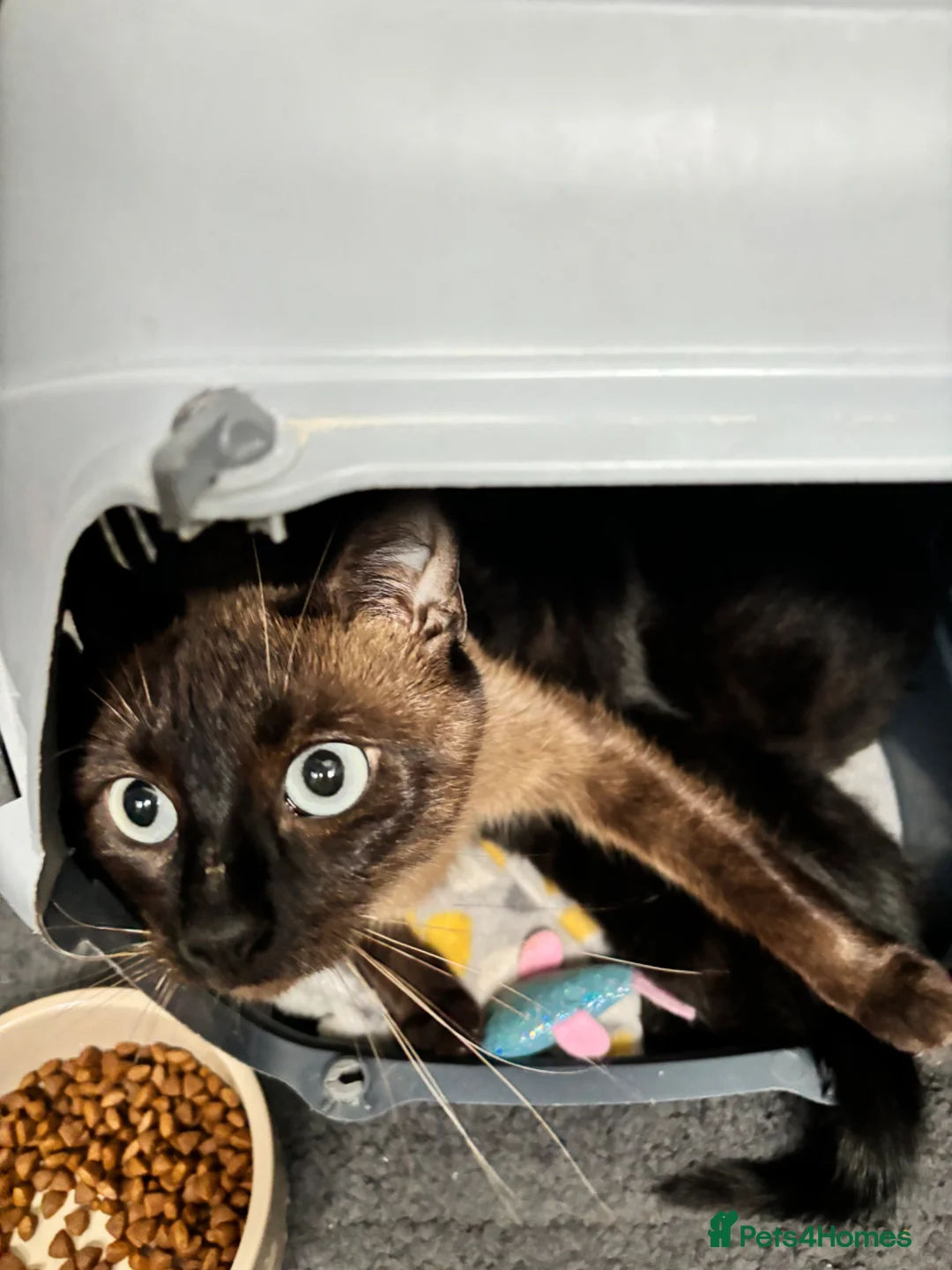 Mixed Breed cats for sale: Kittens - Advert 1