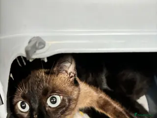 Mixed Breed cats Kittens - Advert 3