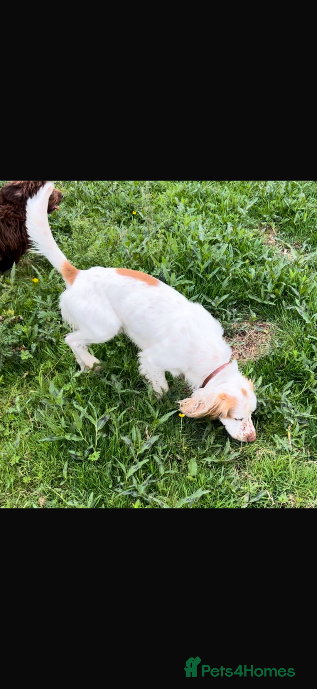 Cocker Spaniel dogs for sale: Cocker spaniel puppies 6girls 1boy ready now - Image 13