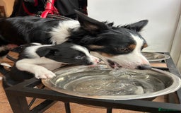 Border Collie dogs for sale: Border collie puppies - Image 9