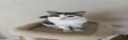 Mixed Breed cats for sale: Brucey - Advert 3