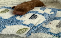 Cockapoo dogs for sale: Ready Dec 20th. Fully dna & health tested clear - Image 7