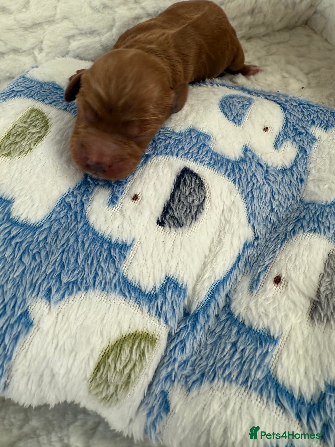 Cockapoo dogs for sale: Ready Dec 20th. Fully dna & health tested clear - Image 7