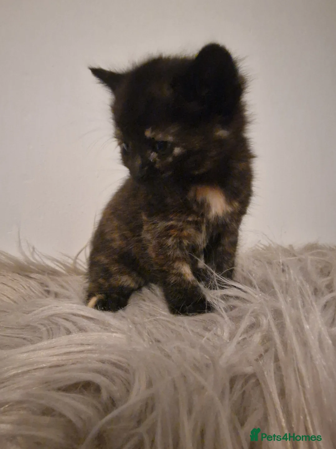 Mixed Breed cats for sale: Long haired kittens - Advert 12