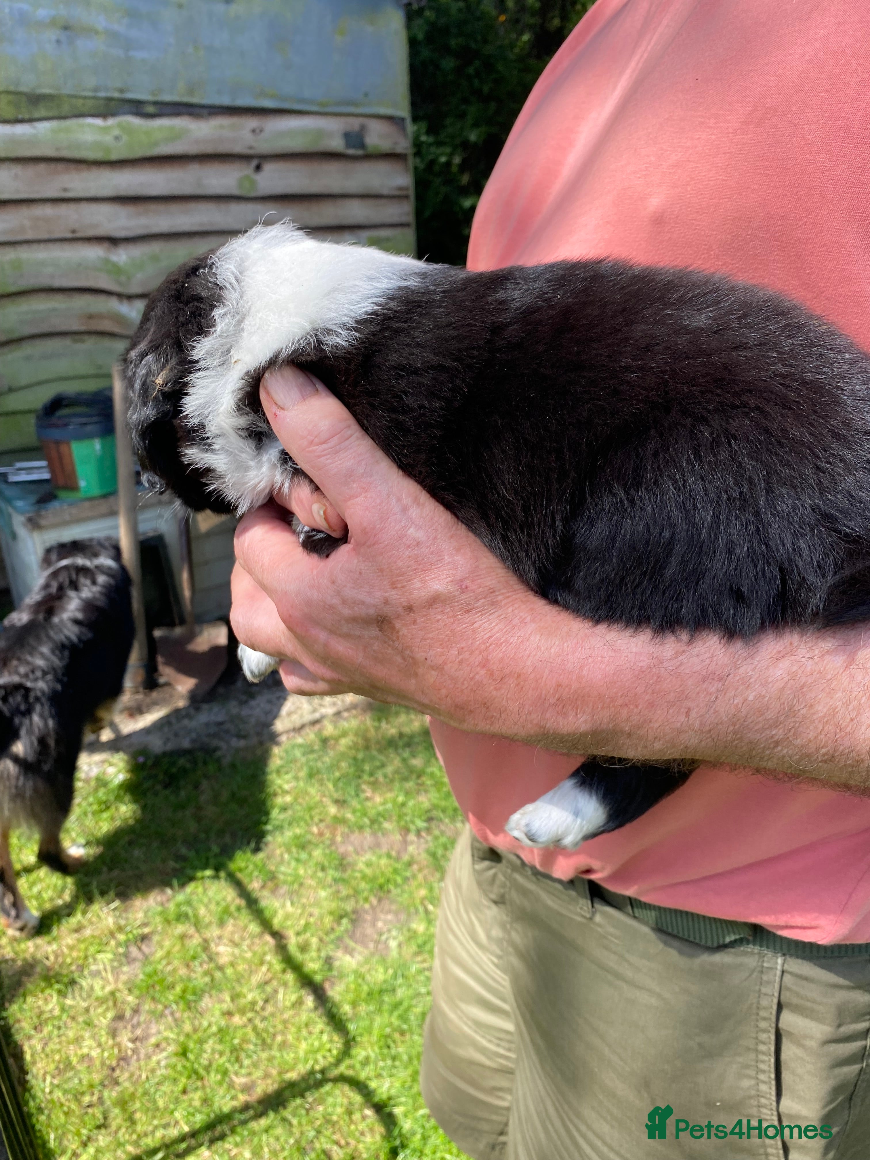 Mixed Breed dogs Australian Shepherd x Springer Spaniel Puppies - Advert 2