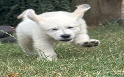 Golden Retriever dogs for sale: KC Registered  boy from 5 Star Breeder  - Image 21