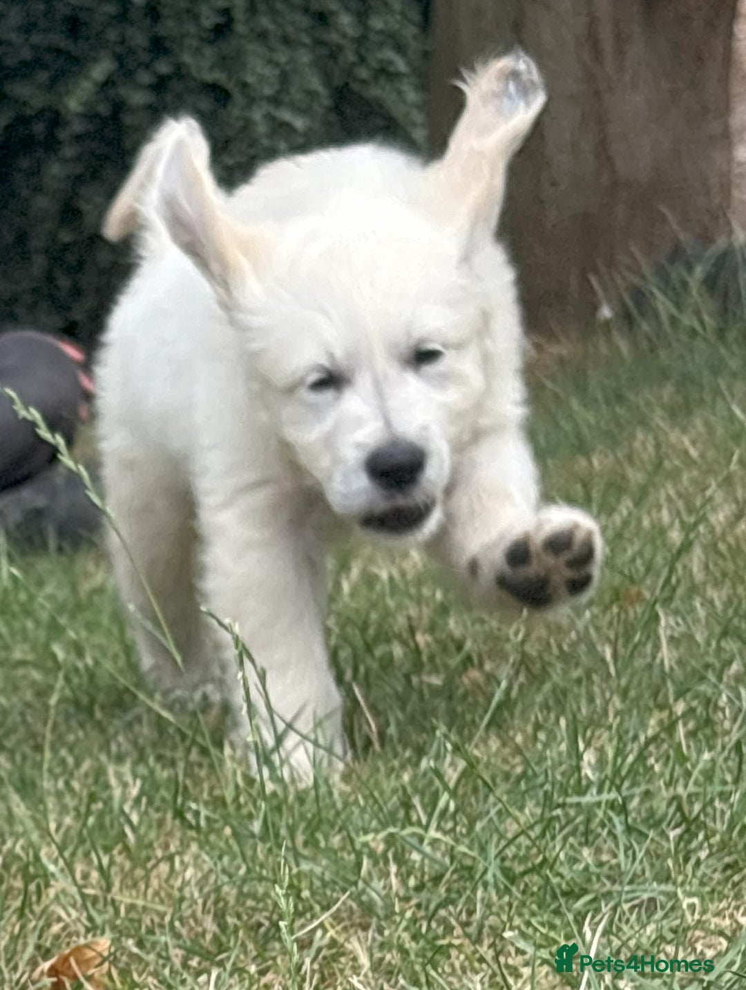 Golden Retriever dogs for sale: KC Registered  boy from 5 Star Breeder  - Image 21