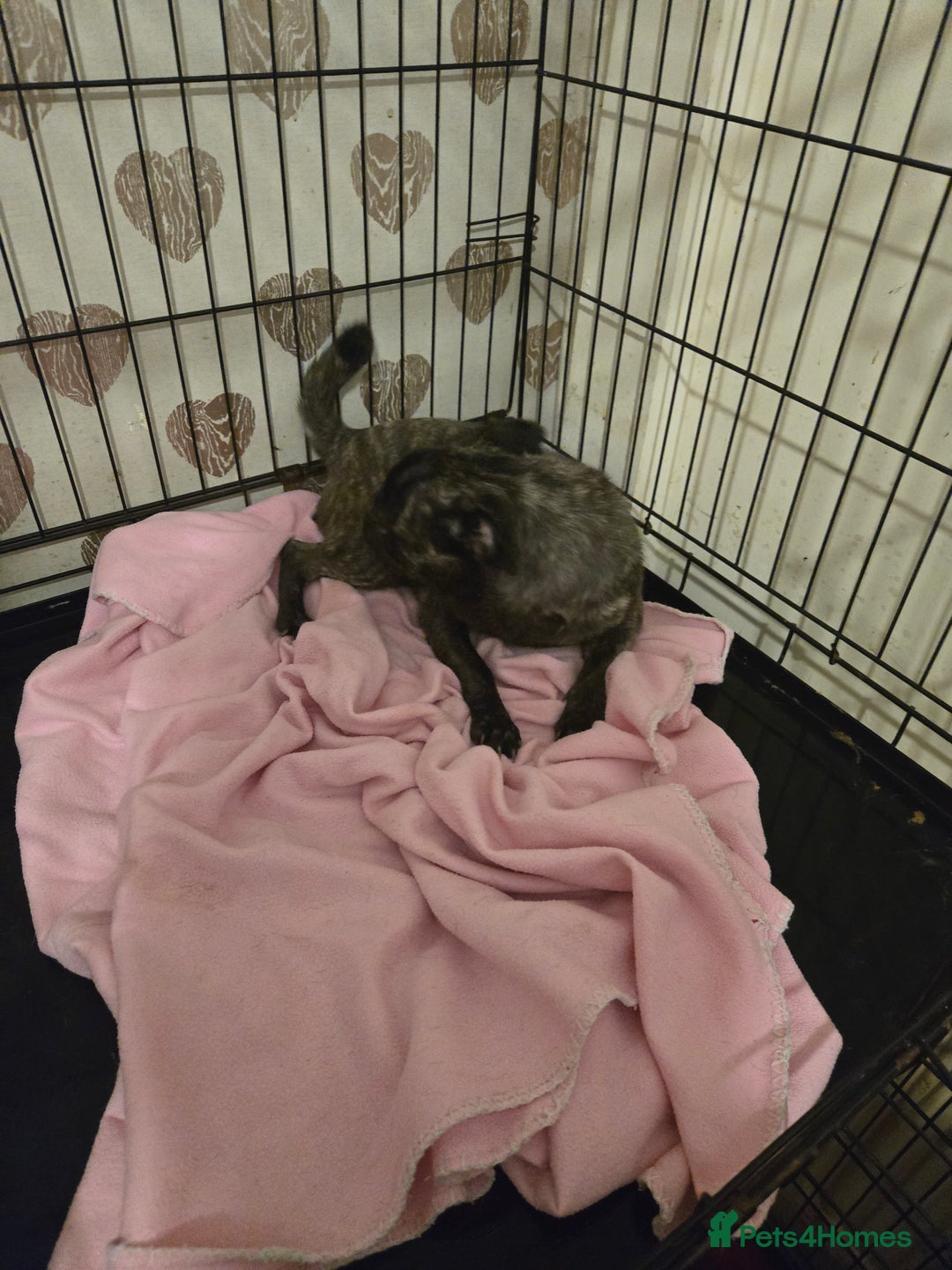 Pug dogs for sale: 2 female pugs for sale - Image 7