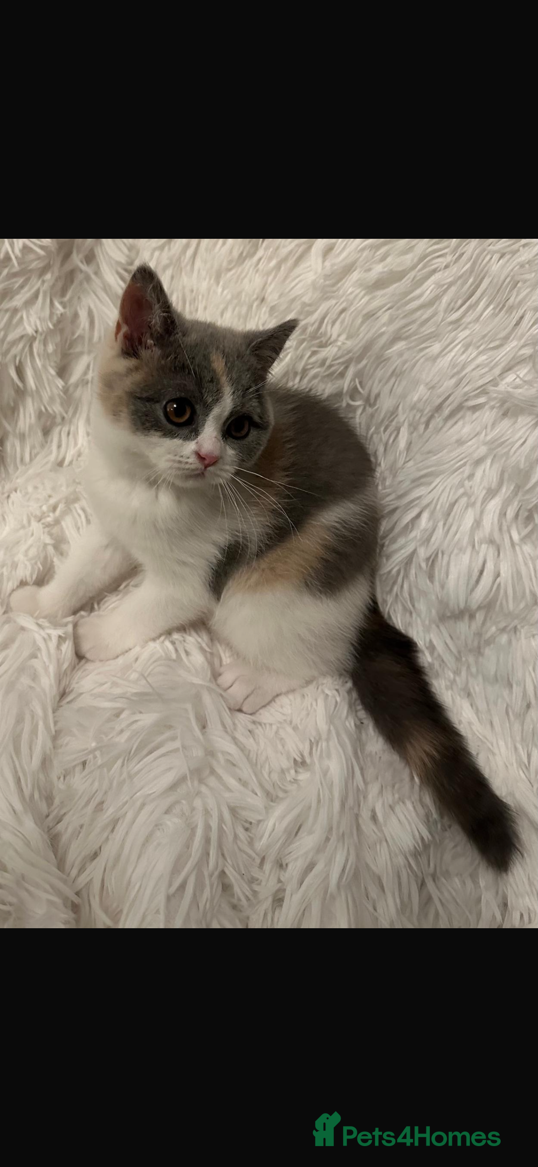 British Shorthair cats for sale: 1 left Ready NOW GCCF BSH kittens  - Advert 20