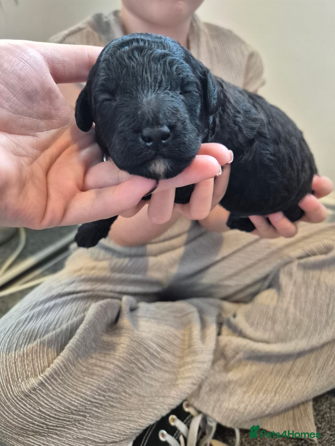 Toy Poodle dogs for sale: 5 beautiful black toy poodle puppies - Image 4