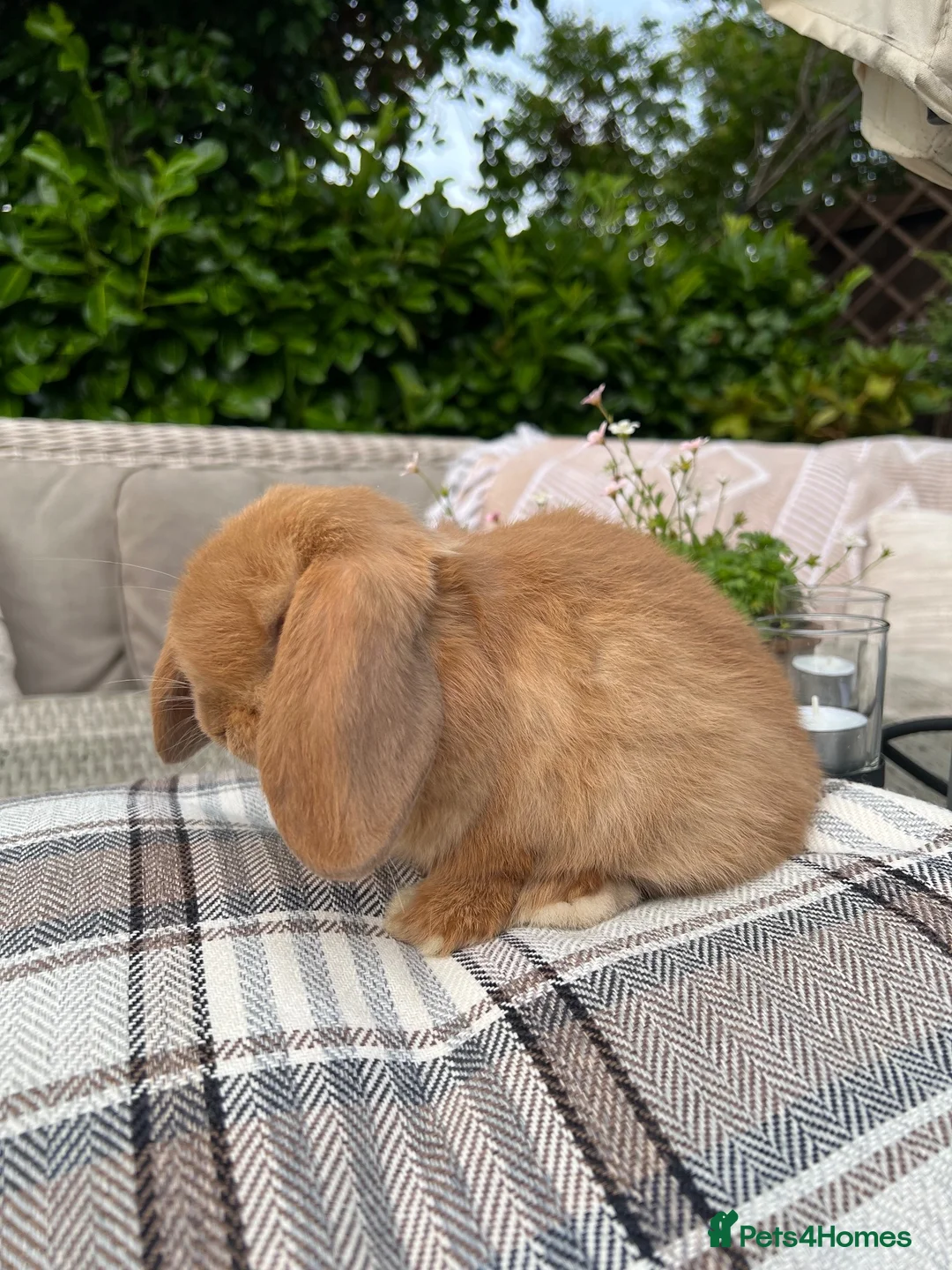 Mini Lop rabbits for sale: Mini lop baby buck  - Advert 2