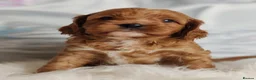 Cavapoo dogs for sale:  Beautiful Cavapoo  - Advert 7