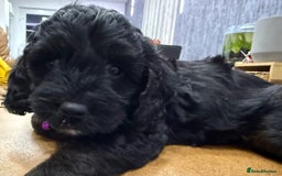 Cockapoo dogs for sale: Cockapoo Female Puppy - Ready to leave in 1 week - Image 12