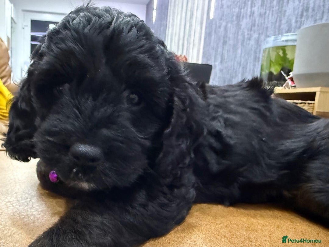 Cockapoo dogs for sale: Cockapoo Female Puppy - Ready to leave in 1 week - Image 12