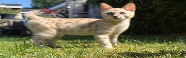 Bengal Kitten 3