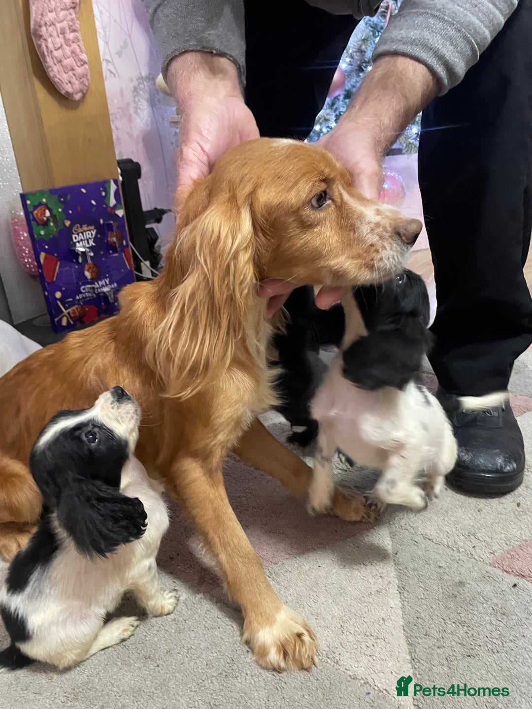 Sprocker dogs for sale: Sprocker Spaniel Puppies - Advert 15