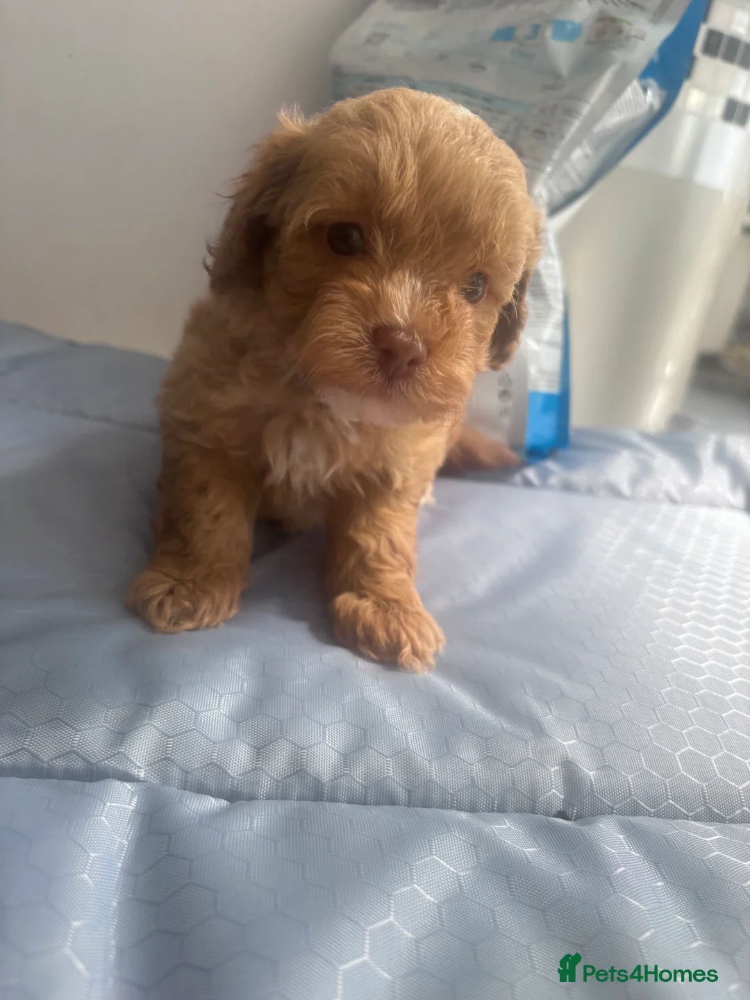 Cavapoo dogs for sale: Beautiful Cavapoo Puppies - Advert 2