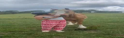 Palomino horses for sale: Finn 15,1 Welsh section D  - Advert 4