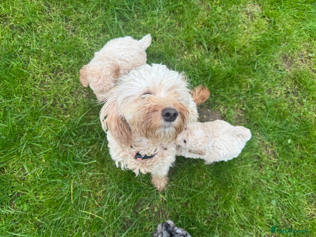 Cockapoo dogs for sale: Outstanding Toy Cockapoo pups  - Image 5