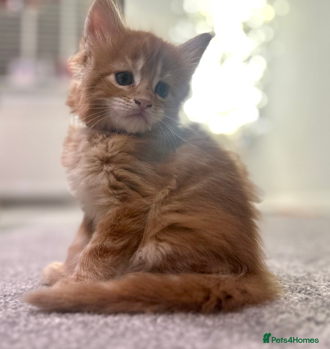 Maine Coon cats for sale: A litter of 7 Beautiful Maine coon kittens - Advert 6