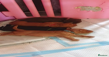 Cocker Spaniel dogs - Advert 4