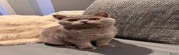 British Shorthair cats for sale: Multicolour GCCF Registered BSH kittens - Advert 7